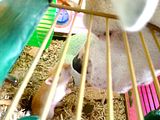 staff-mouse.jpg image by primitivedogs